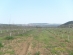 Drip irrigation in plum and apple orchard with thickwall drip tape DRIP-IN and TORO filters